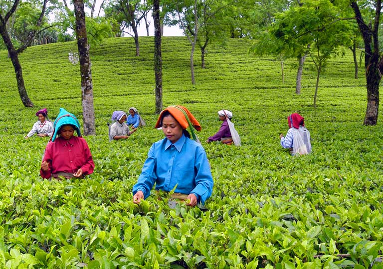 Tea plantation